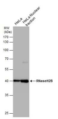 Western Blot: RNASEH2B Antibody (673) [NBP2-43776]
