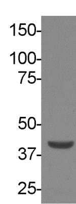 Western Blot: RNASEH2B Antibody (673) [NBP2-43776]