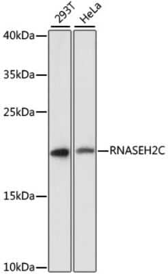 Western Blot: RNASEH2C AntibodyAzide and BSA Free [NBP2-94719]