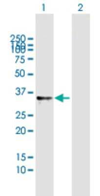 Western Blot: RNASET2 Antibody [H00008635-B01P]