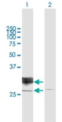 Western Blot: RND1 Antibody [H00027289-B01P]