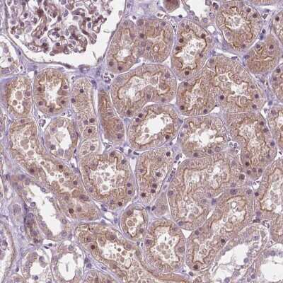 Immunohistochemistry-Paraffin: RND3 Antibody [NBP2-49315]