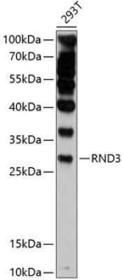 Western Blot: RND3 AntibodyAzide and BSA Free [NBP2-93595]