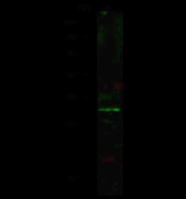 Western Blot: RND3 Antibody [NBP2-98843]