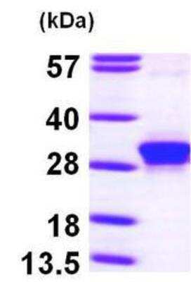 Western Blot: Recombinant Human RND3 His Protein [NBP1-45303]