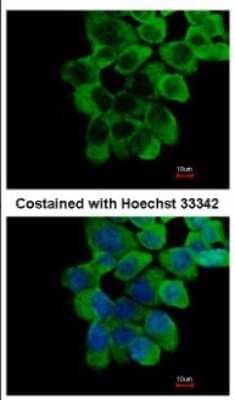 Immunocytochemistry/ Immunofluorescence: RNF10 Antibody [NBP2-20174]