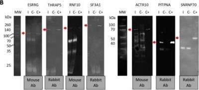 Western Blot: RNF10 Antibody [H00009921-B01P]