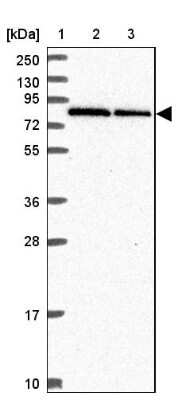 Western Blot: RNF10 Antibody [NBP2-38672]