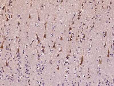 Immunohistochemistry-Paraffin: RNF11 Antibody [NBP2-98851]