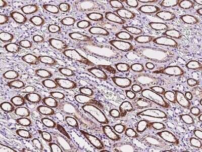 Immunohistochemistry-Paraffin: RNF11 Antibody [NBP2-98851]