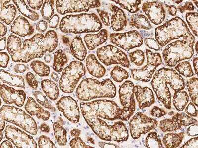 Immunohistochemistry-Paraffin: RNF11 Antibody [NBP2-98852]