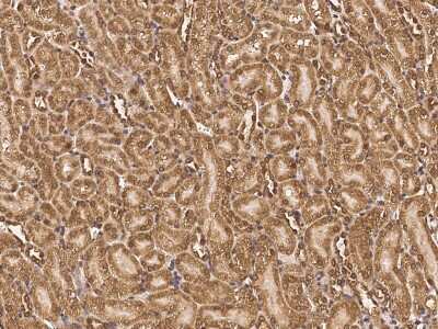Immunohistochemistry-Paraffin: RNF11 Antibody [NBP2-98852]