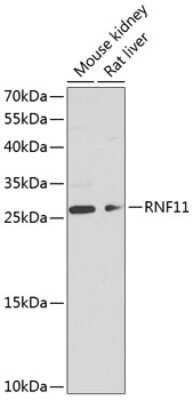 Western Blot: RNF11 AntibodyBSA Free [NBP2-95247]