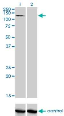 Western Blot: RNF111 Antibody (1C4) [H00054778-M05]