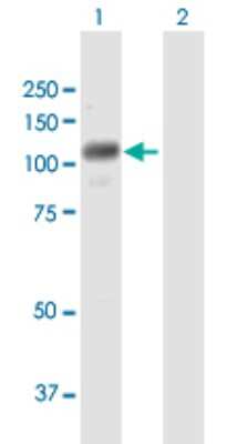 Western Blot: RNF111 Antibody [H00054778-B01P]