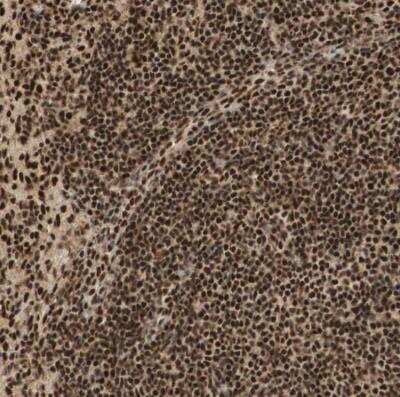 Immunohistochemistry-Paraffin: RNF113A Antibody [NBP1-85378]