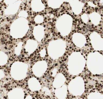 Immunohistochemistry-Paraffin: RNF113A Antibody [NBP1-85378]