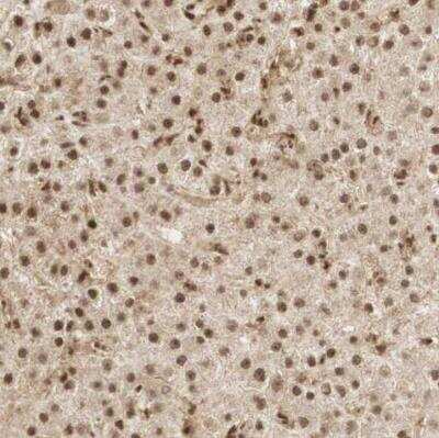 Immunohistochemistry-Paraffin: RNF113A Antibody [NBP1-85378]