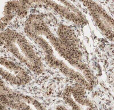 Immunohistochemistry-Paraffin: RNF113A Antibody [NBP1-85378]