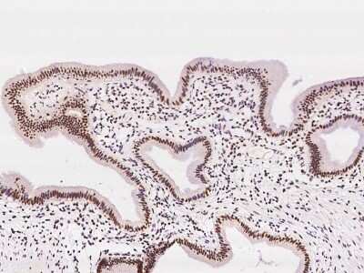 Immunohistochemistry-Paraffin: RNF113A Antibody [NBP2-97642]