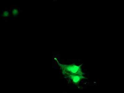 Immunocytochemistry/ Immunofluorescence: RNF113B Antibody (OTI7A1) [NBP2-01644]