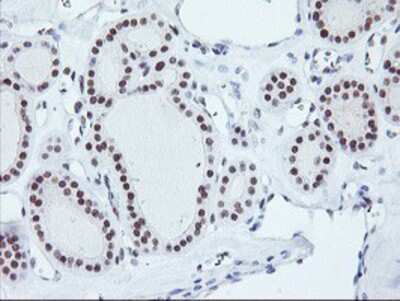 Immunohistochemistry-Paraffin: RNF113B Antibody (OTI7A1) [NBP2-01644]