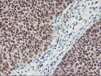 Immunohistochemistry: RNF113B Antibody (OTI7A1) - Azide and BSA Free [NBP2-73921]