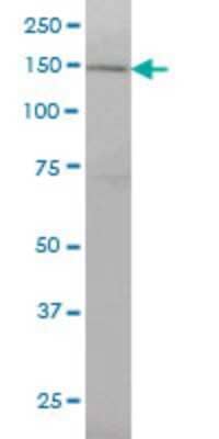 Western Blot: RNF123 Antibody (3F8) [H00063891-M01]