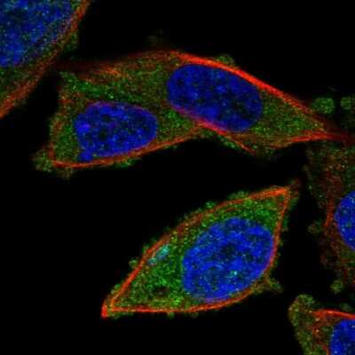 Immunocytochemistry/ Immunofluorescence: RNF123 Antibody [NBP2-57940]