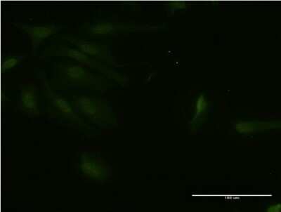 Immunocytochemistry/ Immunofluorescence: RNF125 Antibody (1D3) [H00054941-M03]