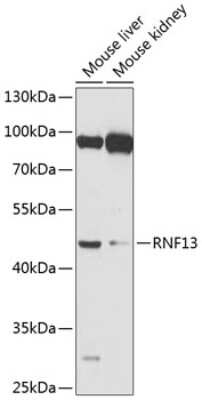 Western Blot: RNF13 AntibodyBSA Free [NBP2-94583]