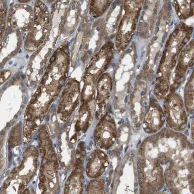 Immunohistochemistry-Paraffin: RNF130 Antibody [NBP1-81858]