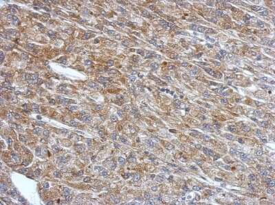 Immunohistochemistry-Paraffin: RNF133 Antibody [NBP2-20176]