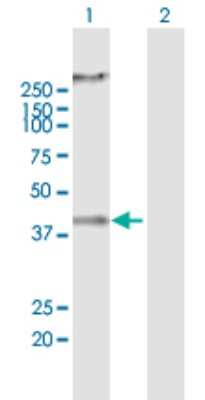 Western Blot: RNF133 Antibody [H00168433-B01P]