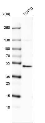 Western Blot: RNF135 Antibody [NBP1-81212]