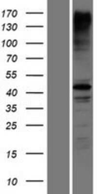 Western Blot: RNF135 Overexpression Lysate [NBP2-06044]