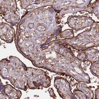 Immunohistochemistry-Paraffin: RNF144A Antibody [NBP2-13238]