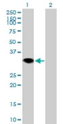 Western Blot: RNF144A Antibody [H00009781-B01P]