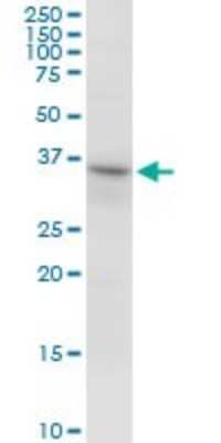 Western Blot: RNF144A Antibody [H00009781-B02P]