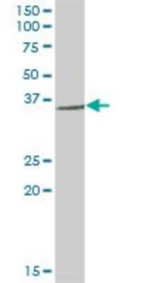 Western Blot: RNF144A Antibody [H00009781-B02P]