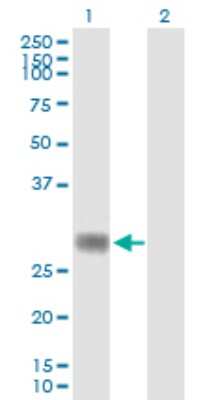 Western Blot: RNF144A Antibody [H00009781-B02P]