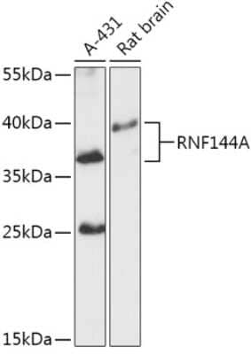 Western Blot: RNF144A AntibodyAzide and BSA Free [NBP2-94282]