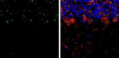 Immunohistochemistry-Frozen: RNF146 Antibody [NBP3-13191]
