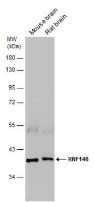 Western Blot: RNF146 Antibody [NBP3-13191]