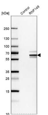 Western Blot: RNF149 Antibody [NBP1-83440]