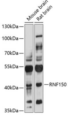 Western Blot: RNF150 AntibodyAzide and BSA Free [NBP2-94857]