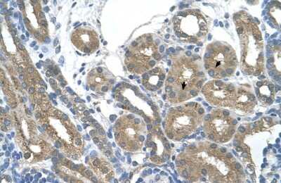 Immunohistochemistry-Paraffin: RNF165 Antibody [NBP1-70696]