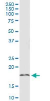 Western Blot: RNF165-IT1 Antibody (3A1) [H00147341-M01]