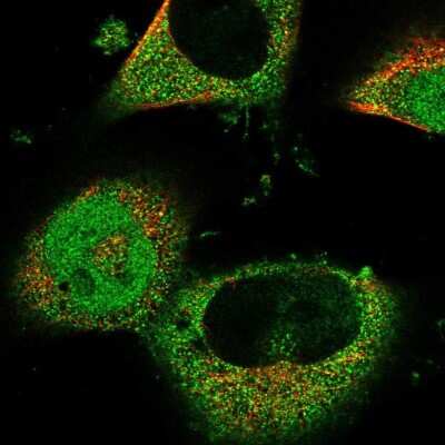 Immunocytochemistry/ Immunofluorescence: RNF166 Antibody [NBP1-81203]