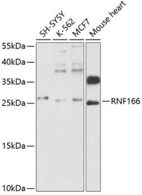 Western Blot: RNF166 AntibodyBSA Free [NBP2-93119]